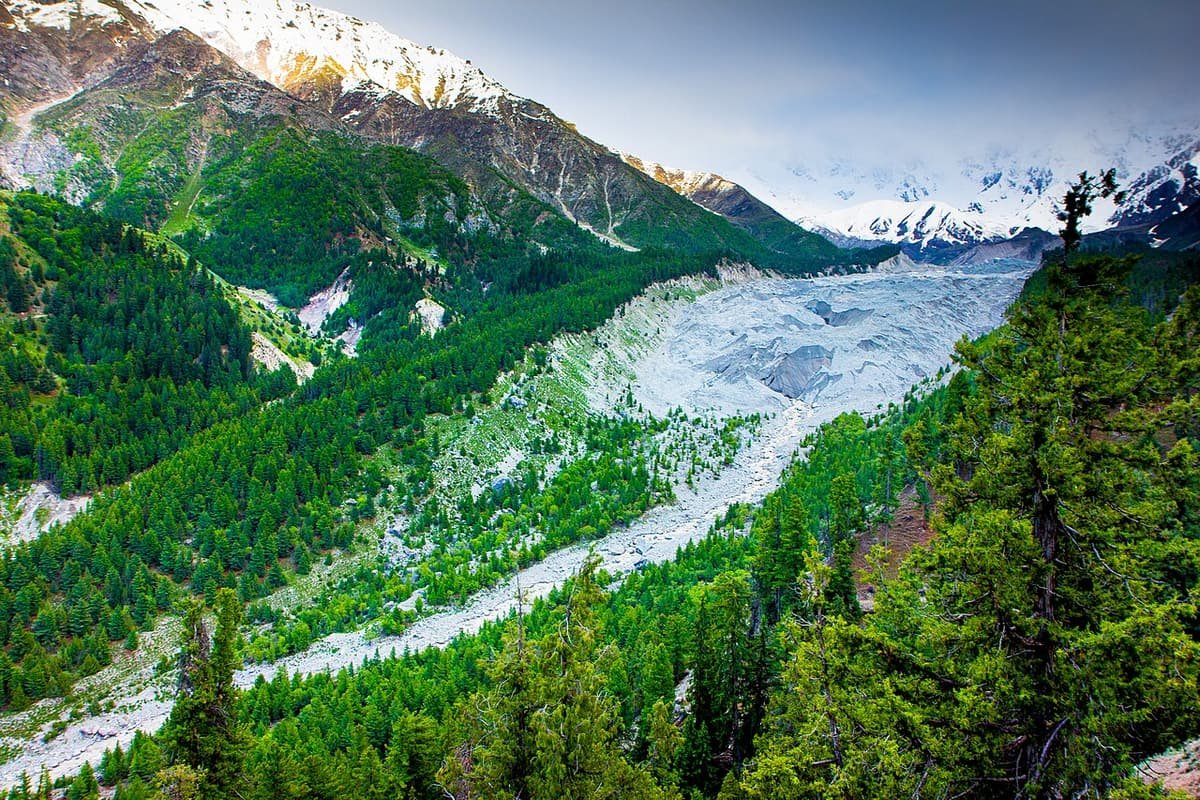 The grey Raikot Glacier running down between pine forests, with snowy peaks behind