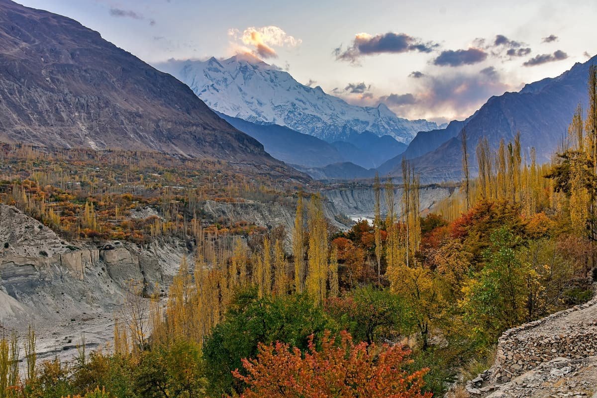 Snow-covered Rakaposhi above the Hunza valley at sunset, with golden autumn poplars below