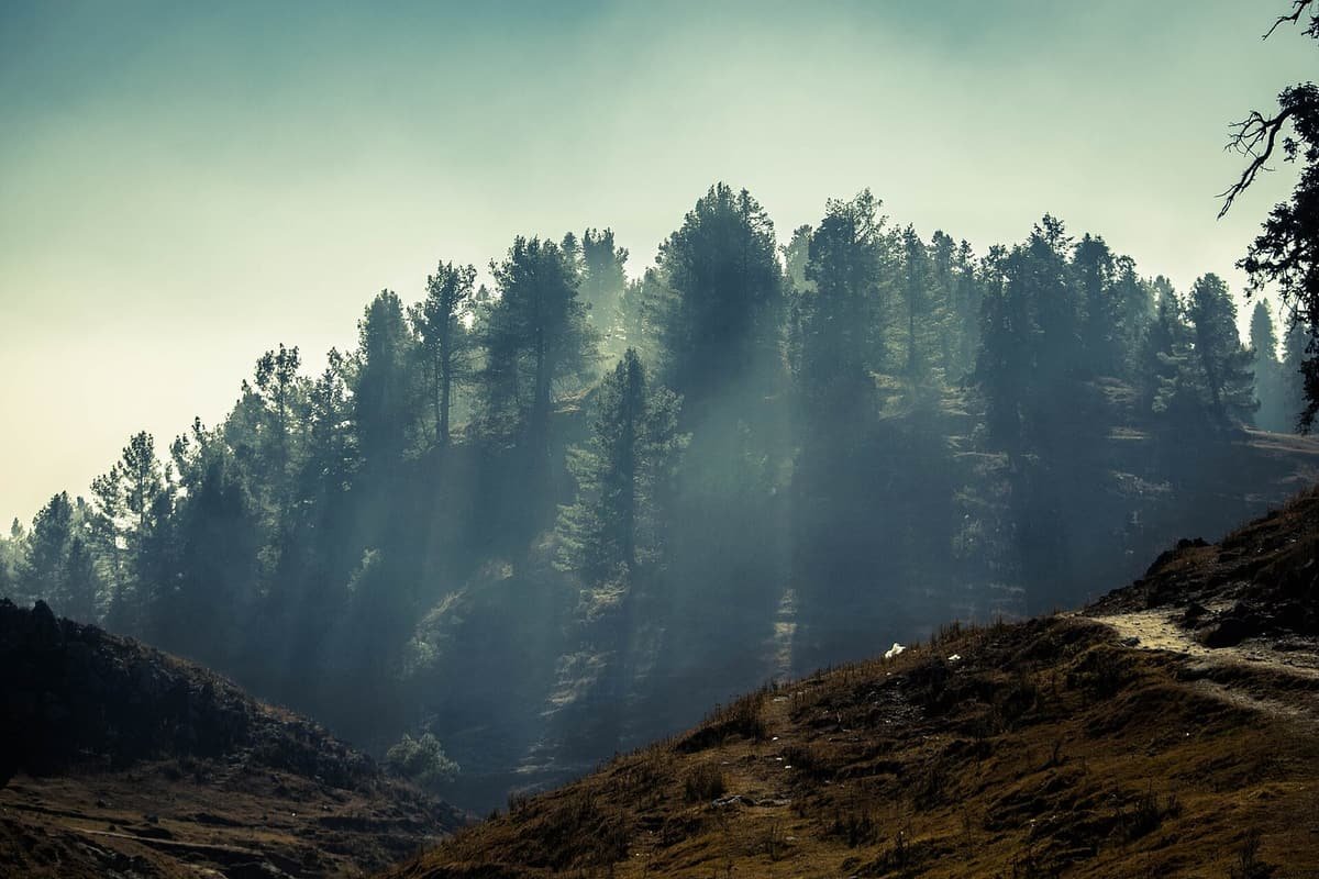 Sunbeams slant through tall pine trees on a misty hillside above a dry grassy trail in Nathia Gali.