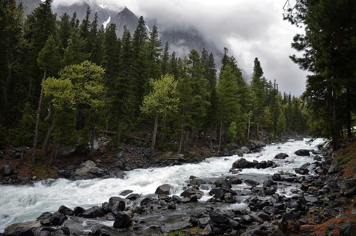 A white-water stream over dark boulders through the conifers of Ushu forest near Kalam